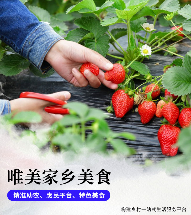 唯美家乡美食3-1.jpg